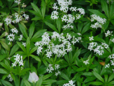 Galium odoratum Lievevrouwebedstro bestellen